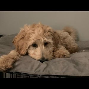 Meet your Posher, Peggy